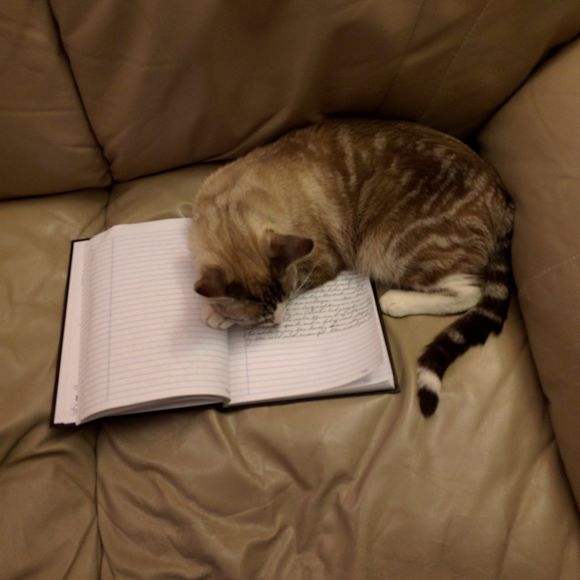 Meet your Posher, Cesar - Picture 1 of 1